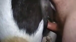dude-porn,horse-sex
