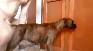 dude-porn,dog-xxx